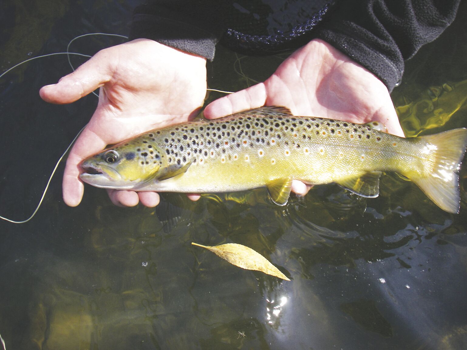 Valley Angler: The 'C' word